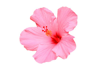 Hawaiian hibiscus flower isolated - obrazy, fototapety, plakaty