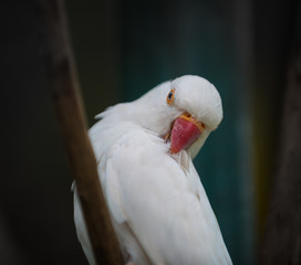 Indian ring-necked parakeet, Psittacula Krameri manillensis, White Indian Ringneck,