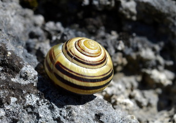 Schneckenhaus auf einem Stein