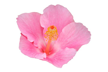 Hawaiian hibiscus flower isolated