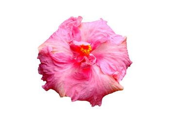 Hawaiian hibiscus flower isolated