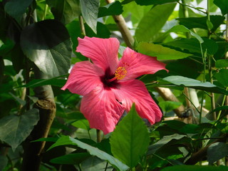 Hibiskus © Vivien