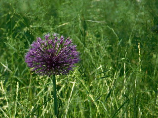 Allium
