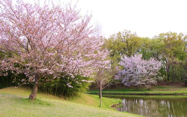 さくら　春　風景　公園　茨城
