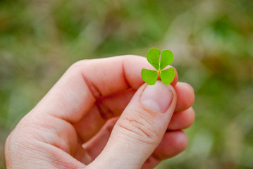 Four leaf shamrock in hand