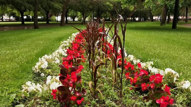 Lloviendo en parterre con flores rodeado de &aacute;rboles en jard&iacute;n de parque publico urbano 