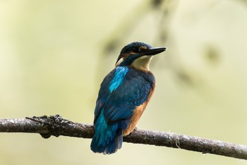 Männlicher Eisvogel im Naturschutzgebiet Bogenseekette und Lietzengrabenniederung  in Berlin 