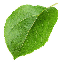 Obraz premium apple leaf, isolated on white background, clipping path, full depth of field