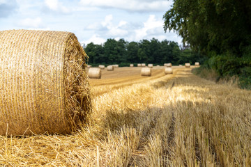Fototapeta premium Bales of hay at Harvest time