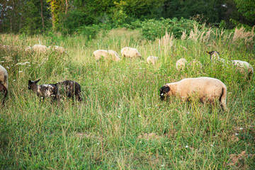 Horde of Suffolk Sheep on Countryside Summertime