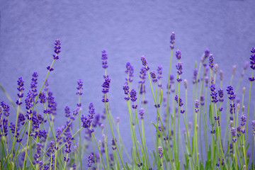 Blooming lavender on the background of a purple wall. Close-up. Selective focus. Copy space. Perfume ingredient, aromatherapy.