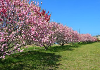 Naklejka premium ももの花 風景 春 道 茨城