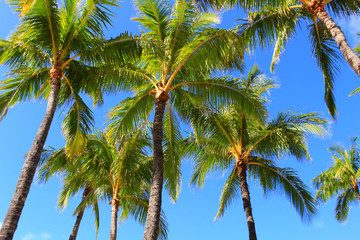 Hawaiian palm tree