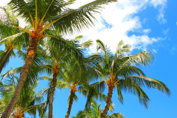 Fototapeta na wymiar Hawaiian palm tree
