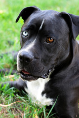 Close-up of black and white american staffordshire terrier dog with wall eyes on grass