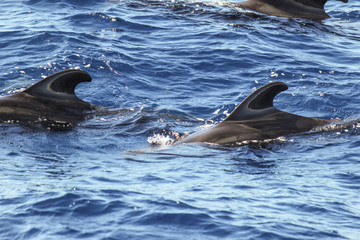 Obraz premium Pilot whales (Globicephala melas) in the atlantic ocean at canary island tenerife