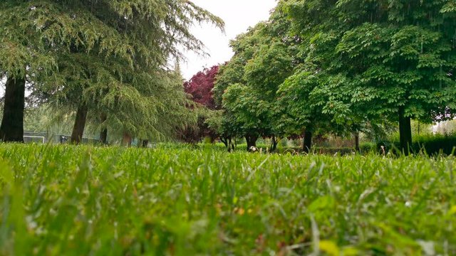 Lloviendo copiosamente en parque con hierba y arboles de distintas especies visto desde el suelo