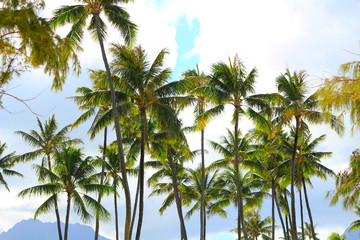 Hawaiian palm tree