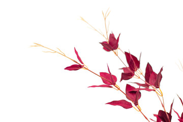 decorative red branches with leaves on a white background