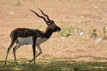 impala in africa