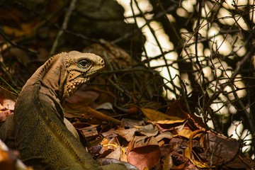iguana on a branch