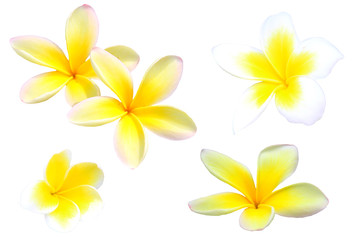 Fototapeta na wymiar Hawaiian plumeria flower isolated