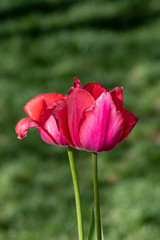 Cheerful red tulips background