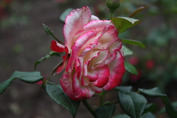 pink rose in garden