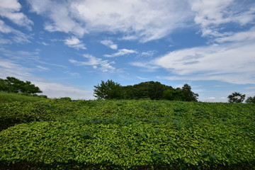 Fototapeta na wymiar 比良の丘と茶畑