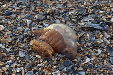Jellyfish
