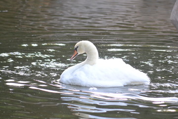 white beautiful swan playing and swimming