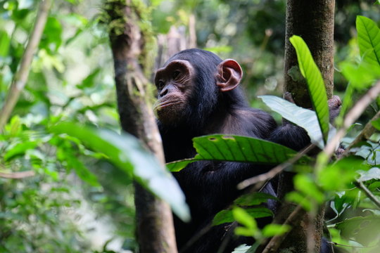 Chimpanse sitzt im Baum und blickt zur Seite