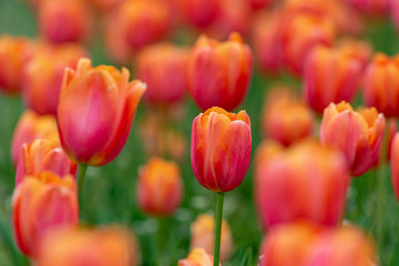 Orange lily flowers