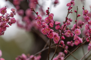 Pink plum blossom, Japanese apricot, Ume