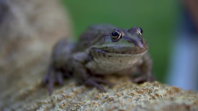 Slowly big green toad sits on a rock