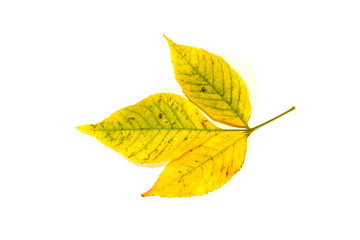 autumn leaves on a white background. Fall theme