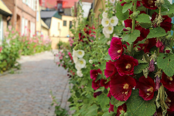The detail of the flowers by the Scandinavian house. The street is colorful and full of nice blooms. 
