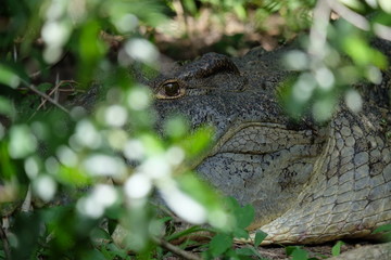 Obraz premium Krokodilauge blickt aus dem Dickicht am Ufer des Nils in Uganda