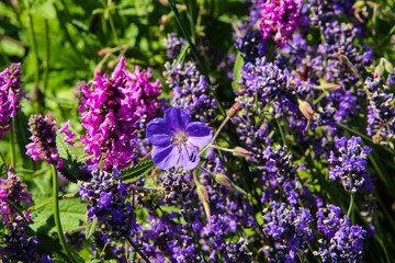 The detail of some nice colorful meadow flowers in the fresh garden. 