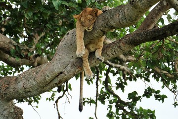 Junger Baumlöwe schläft im Baum im Isasha Sektor des Queen Elizabeth Nationalpark (Uganda) und lässt alles hängen - hangover