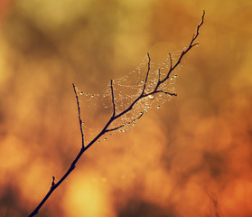 Tree twig with droplets
