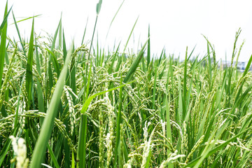 rice plant of thailand ,green grass on a black background