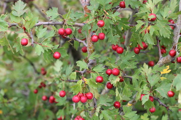 Red fruit of Crataegus monogyna, known as hawthorn or single-seeded hawthorn may, mayblossom, maythorn, quickthorn, whitethorn, motherdie, haw