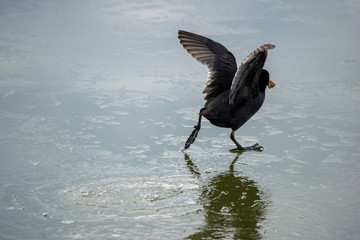 uccello