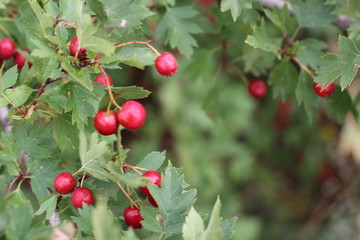 Red fruit of Crataegus monogyna, known as hawthorn or single-seeded hawthorn may, mayblossom, maythorn, quickthorn, whitethorn, motherdie, haw