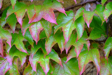 Gro&szlig;e rot-gr&uuml;ne Efeubl&auml;tter