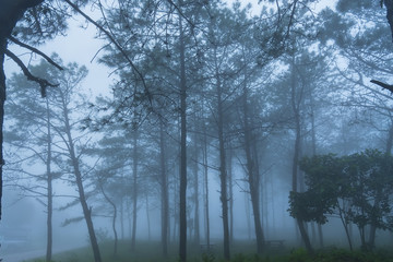 Fototapeta na wymiar Pine forest in the mist.Thailand.
