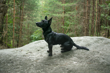 small black dog on a rock sit and wait outside in a green forrest. Travel with dog. Summer day. Closeup.