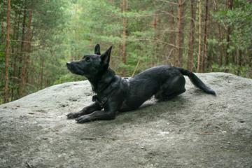 small black dog on a rock sit and wait outside in a green forrest. Travel with dog. Summer day. Closeup.