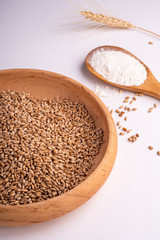 Wheat seeds grains in wooden bowl near with flour in spoon spatula with heap of grains and with ear of wheat, angle view, isolated on white background, copy space